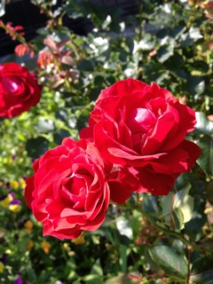 IMG_2330.jpg